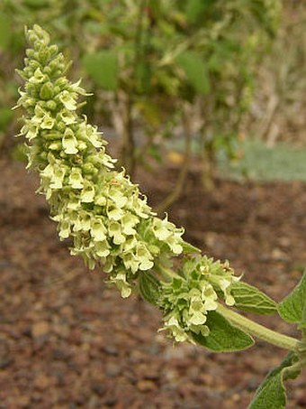 Sideritis discolor