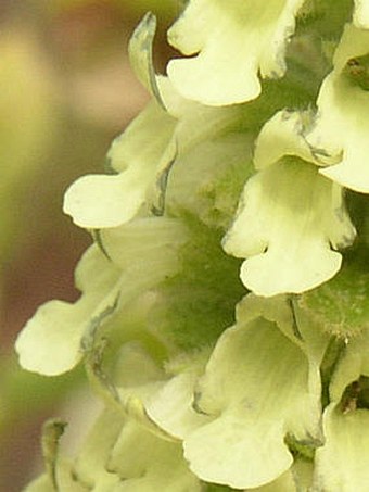 Sideritis discolor