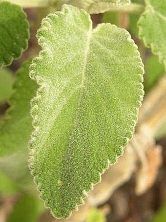 Sideritis discolor