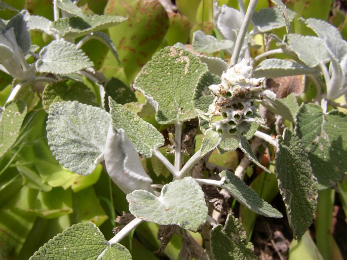 Sideritis macrostachys