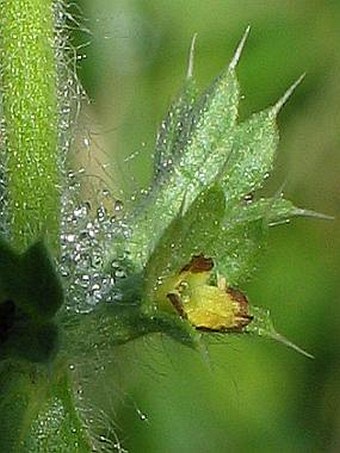 Sideritis montana