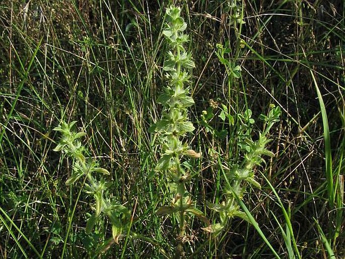 Sideritis montana