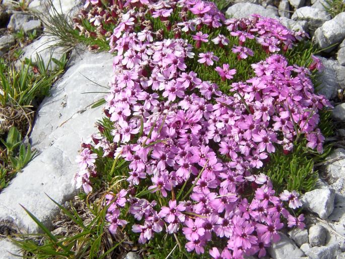 Silene acaulis