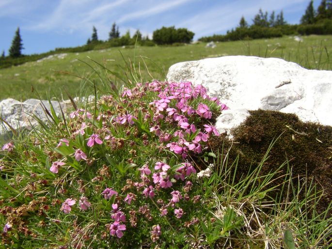 Silene acaulis