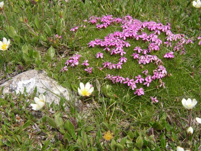 Silene acaulis