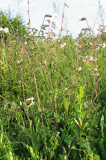 Silene latifolia subsp. alba