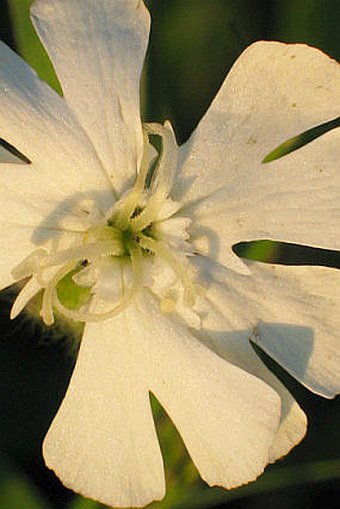 Silene latifolia subsp. alba