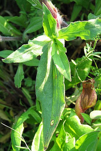 Silene latifolia subsp. alba