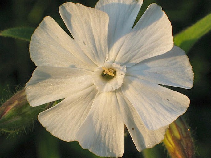 SILENE LATIFOLIA subsp. ALBA (Miller) Greuter et Burdet – silenka širolistá bílá / silenka biela pravá