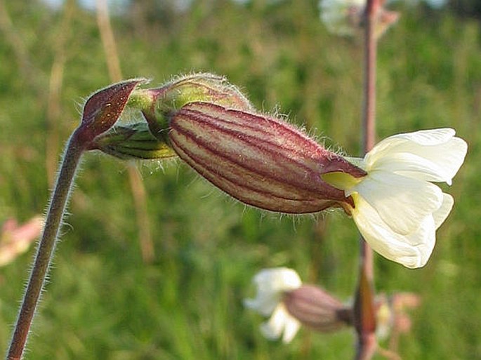 Silene latifolia subsp. alba