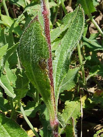 Silene dichotoma