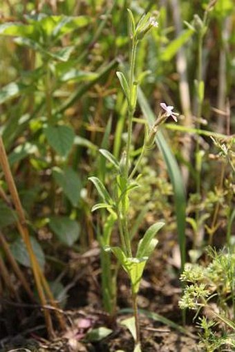 Silene gallica