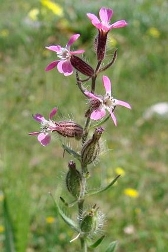 Silene gallica