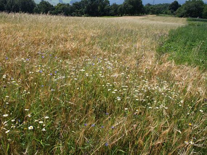 Silene gallica