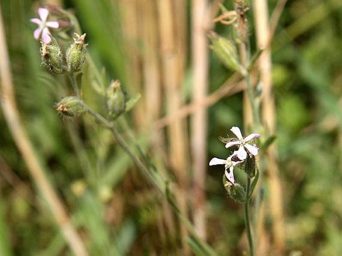 Silene gallica