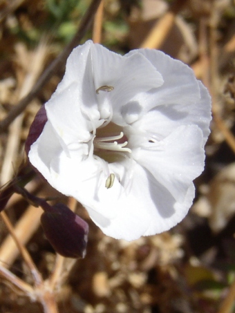 Silene uniflora