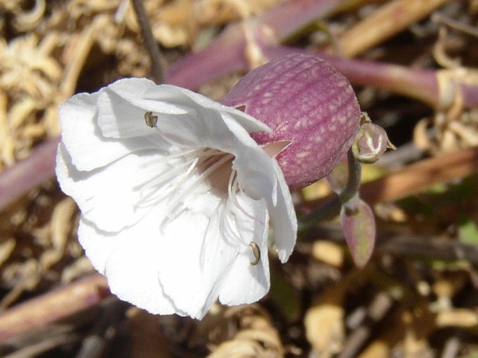 SILENE UNIFLORA Roth – silenka