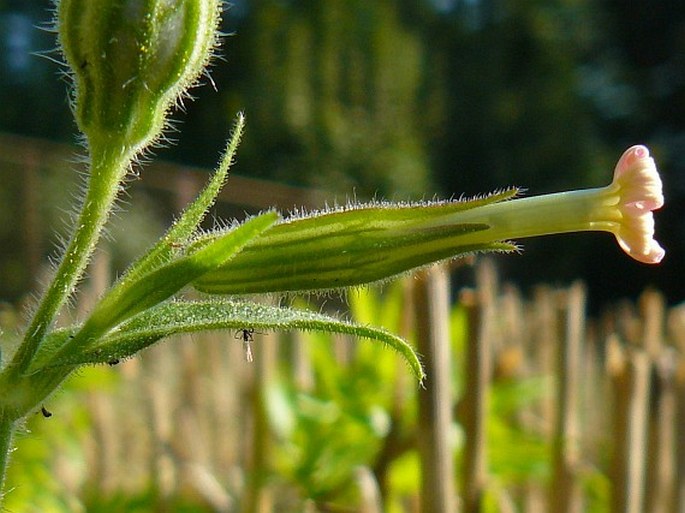 SILENE NOCTIFLORA L. – silenka noční / silenka nočná