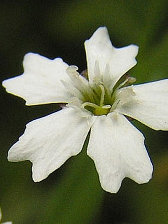 Heliosperma pusillum