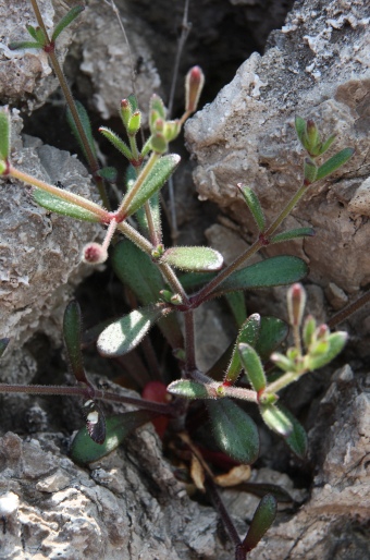 Silene sedoides