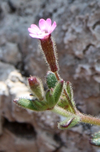 Silene sedoides