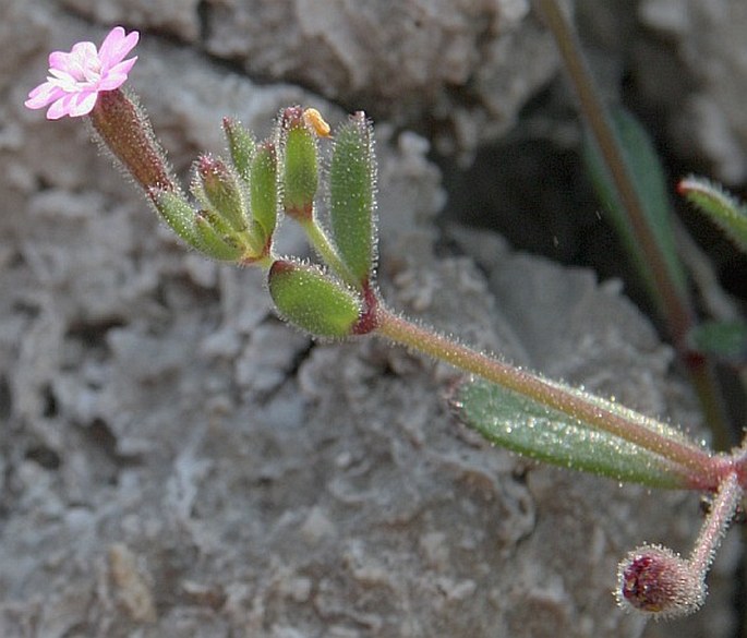 SILENE SEDOIDES Poir. – silenka