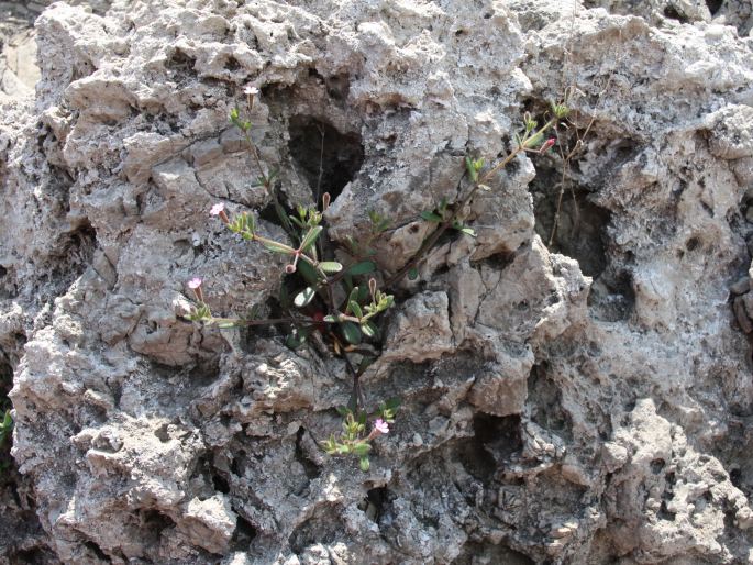 Silene sedoides