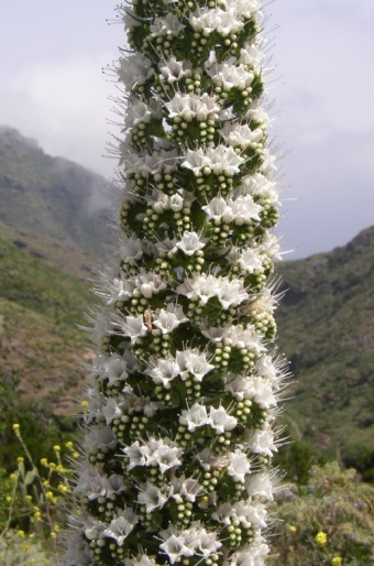 Echium simplex