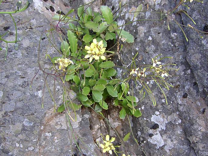 Sinapidendron frutescens