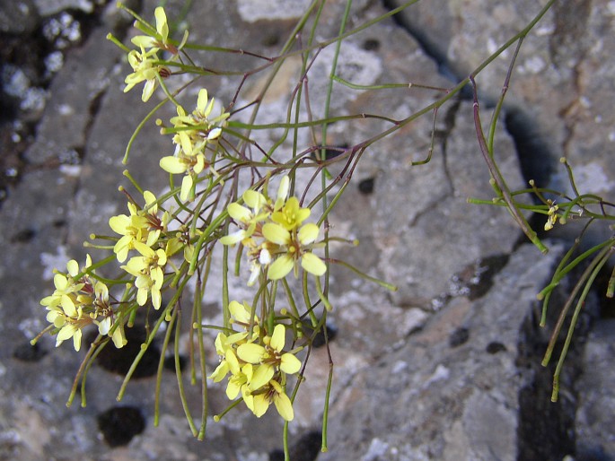 Sinapidendron frutescens