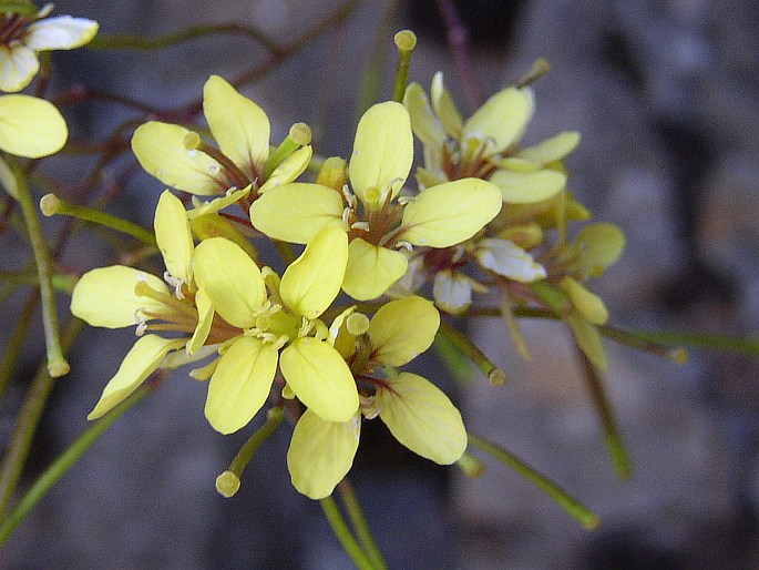 SINAPIDENDRON FRUTESCENS (Sol.) Lowe