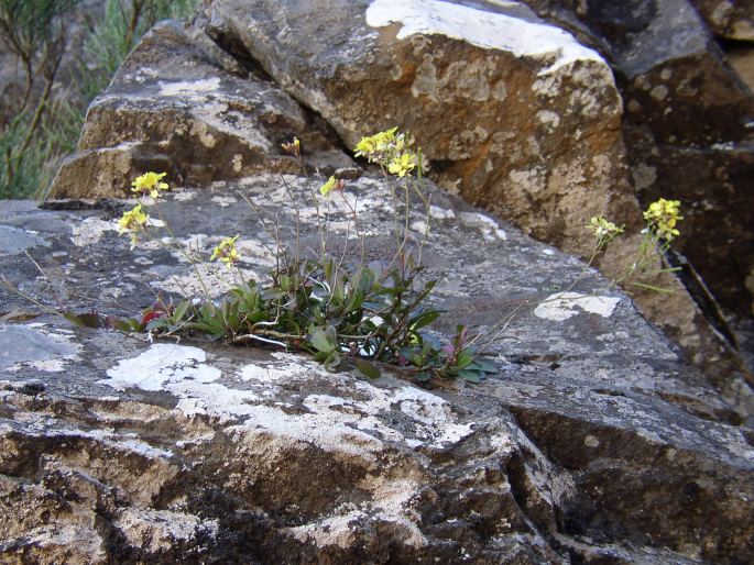 Sinapidendron frutescens