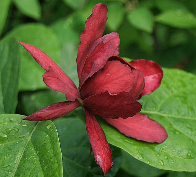 ×Sinocalycalycanthus raulstonii