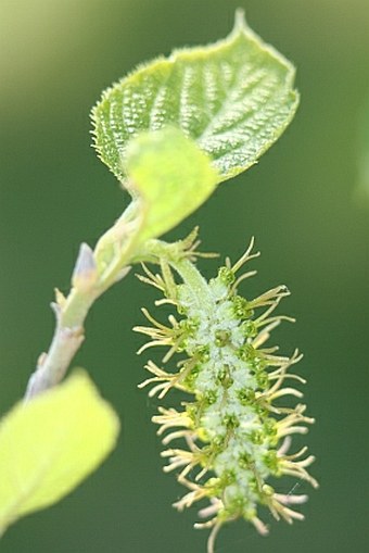 Sinowilsonia henryi