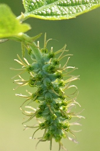 Sinowilsonia henryi