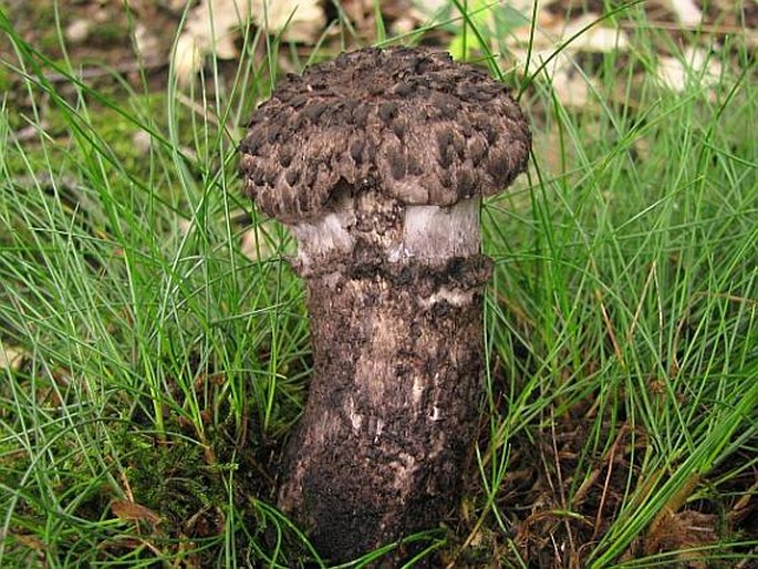 STROBILOMYCES STROBILACEUS (Scop.) Berk. - šiškovec šiškovitý / šiškovec šupinatý