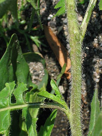 Sisymbrium loeselii