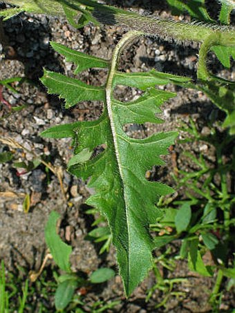 Sisymbrium loeselii