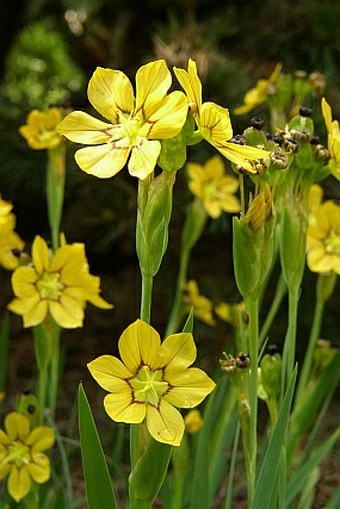 Sisyrinchium macrocarpum