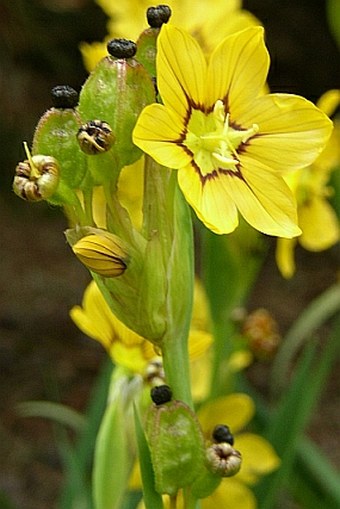 Sisyrinchium macrocarpum