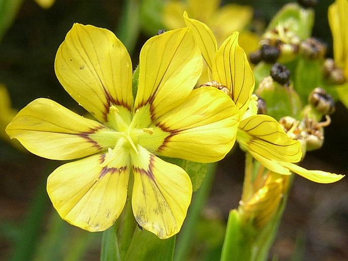 Sisyrinchium macrocarpum