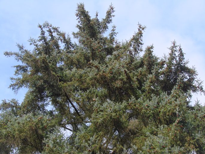 PICEA SITCHENSIS (Bong.) Carrière – smrk sitka / smrek sitkanský