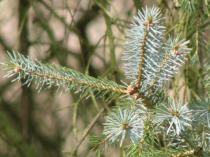 Picea sitchensis