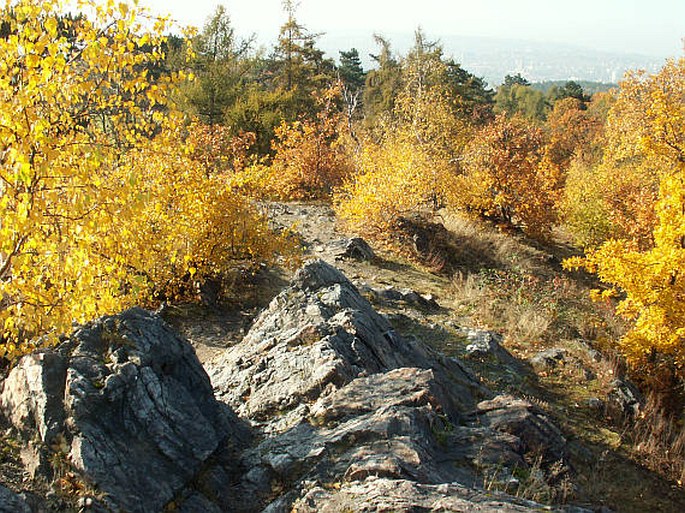 Praha, Drahaň-Troja: Velká skála – přírodní památka