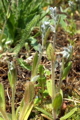 Myosotis ramosissima