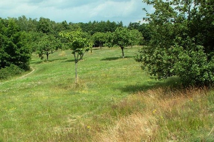 Sklenarka a Hrachovka