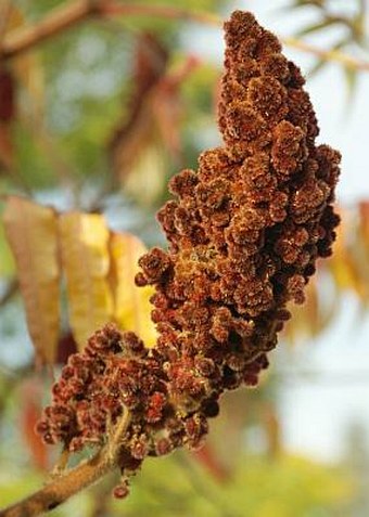 Rhus typhina