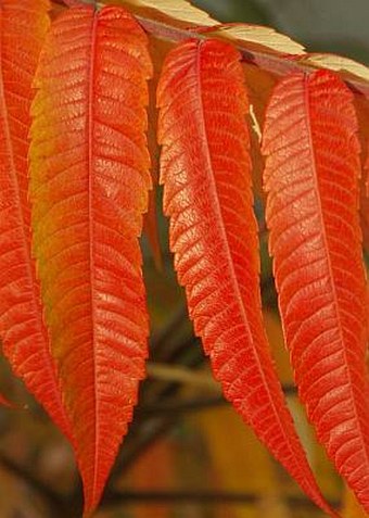 Rhus typhina