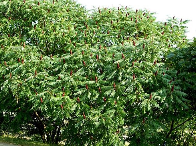 Rhus typhina