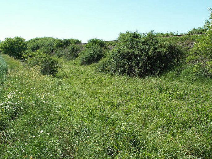 Netřebská slaniska – přírodní památka